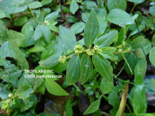 Euphorbia hirta - Asthma weed (Tropilab).